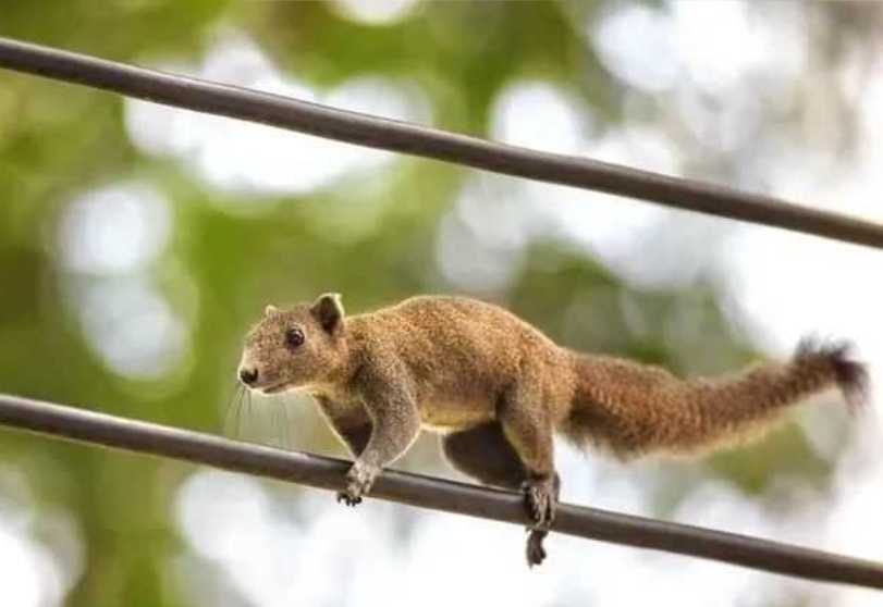 Squirrels: The Surprising Culprits Behind Most U.S. Power Outages